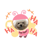 ぷぅちゃん(トイプードル)（個別スタンプ：27）