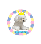 ぷぅちゃん(トイプードル)（個別スタンプ：31）