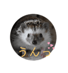 はりねずみで行こう2（個別スタンプ：1）