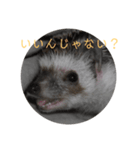 はりねずみで行こう2（個別スタンプ：2）