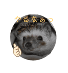 はりねずみで行こう2（個別スタンプ：3）