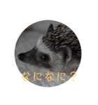はりねずみで行こう2（個別スタンプ：4）