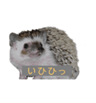 はりねずみで行こう2（個別スタンプ：7）