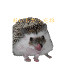 はりねずみで行こう2（個別スタンプ：10）