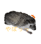 はりねずみで行こう2（個別スタンプ：11）