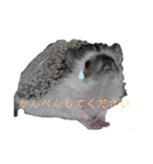 はりねずみで行こう2（個別スタンプ：15）