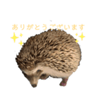 はりねずみで行こう2（個別スタンプ：16）