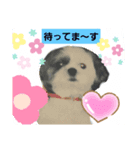 シーズーのジョンちゃん（個別スタンプ：1）
