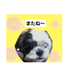シーズーのジョンちゃん（個別スタンプ：2）