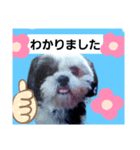 シーズーのジョンちゃん（個別スタンプ：3）