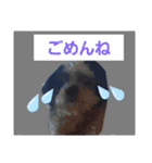 シーズーのジョンちゃん（個別スタンプ：6）