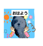 シーズーのジョンちゃん（個別スタンプ：7）