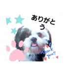 シーズーのジョンちゃん（個別スタンプ：8）