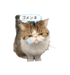 獅子丸くんです（個別スタンプ：1）