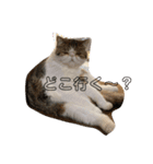 獅子丸くんです（個別スタンプ：3）