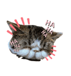 獅子丸くんです（個別スタンプ：6）