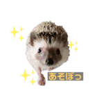 はりねずみで行こう。（個別スタンプ：1）