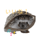 はりねずみで行こう。（個別スタンプ：3）