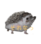 はりねずみで行こう。（個別スタンプ：4）