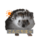 はりねずみで行こう。（個別スタンプ：5）