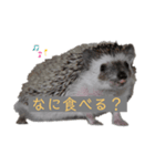 はりねずみで行こう。（個別スタンプ：6）