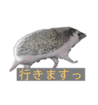 はりねずみで行こう。（個別スタンプ：7）