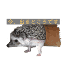 はりねずみで行こう。（個別スタンプ：8）