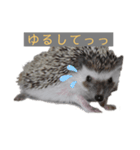 はりねずみで行こう。（個別スタンプ：9）