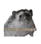 はりねずみで行こう。（個別スタンプ：10）