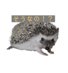 はりねずみで行こう。（個別スタンプ：11）
