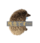 はりねずみで行こう。（個別スタンプ：12）