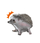 はりねずみで行こう。（個別スタンプ：13）