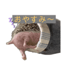 はりねずみで行こう。（個別スタンプ：14）