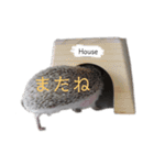 はりねずみで行こう。（個別スタンプ：15）