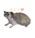 はりねずみで行こう。（個別スタンプ：16）