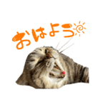 我が家のジュリエット（個別スタンプ：7）