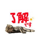 我が家のジュリエット（個別スタンプ：14）