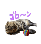 我が家のジュリエット（個別スタンプ：16）