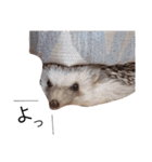 うさぎとハリネズミ★ひめぽたスタンプ②（個別スタンプ：4）