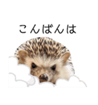 うさぎとハリネズミ★ひめぽたスタンプ②（個別スタンプ：5）