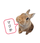 うさぎとハリネズミ★ひめぽたスタンプ②（個別スタンプ：17）