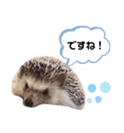 うさぎとハリネズミ★ひめぽたスタンプ②（個別スタンプ：19）