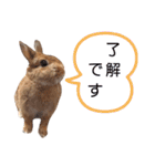 うさぎとハリネズミ★ひめぽたスタンプ②（個別スタンプ：20）