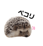 うさぎとハリネズミ★ひめぽたスタンプ②（個別スタンプ：38）