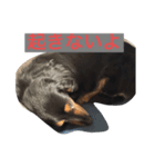 私のDAKSちゃん（個別スタンプ：1）