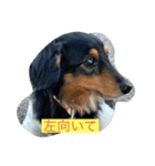 私のDAKSちゃん（個別スタンプ：5）