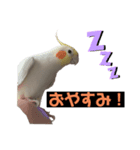 セセリの日常（個別スタンプ：7）