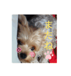 ヨーキーのぽんずくん（個別スタンプ：15）