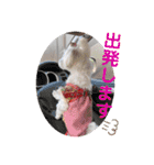 いつも元気なすあまちゃん（個別スタンプ：13）