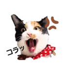 うにちゃん時々たらちゃん（個別スタンプ：1）